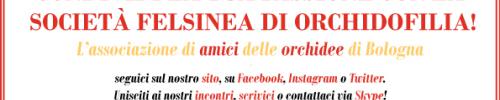 Società Felsinea di Orchidofilia