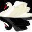 Il cigno nero