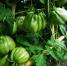 POMODORI CUORE DI BUE