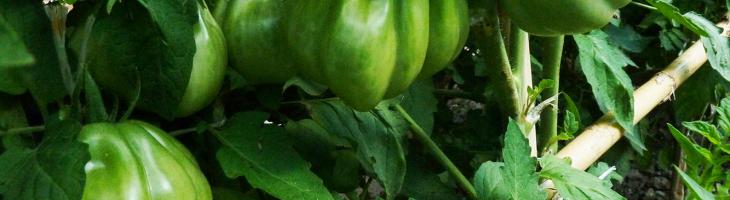 POMODORI CUORE DI BUE