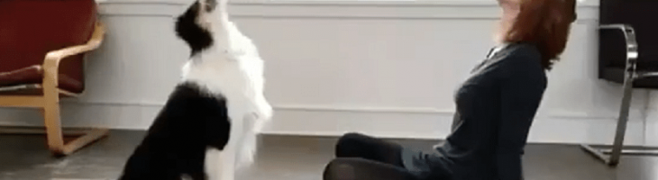 Cane che fa Yoga