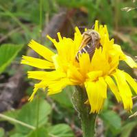 un giardino dei fiori e della fantasia