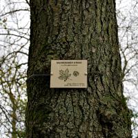 AFB - Parco botanico San Donnino - progetto "conoscere e riconoscere gli alberi"